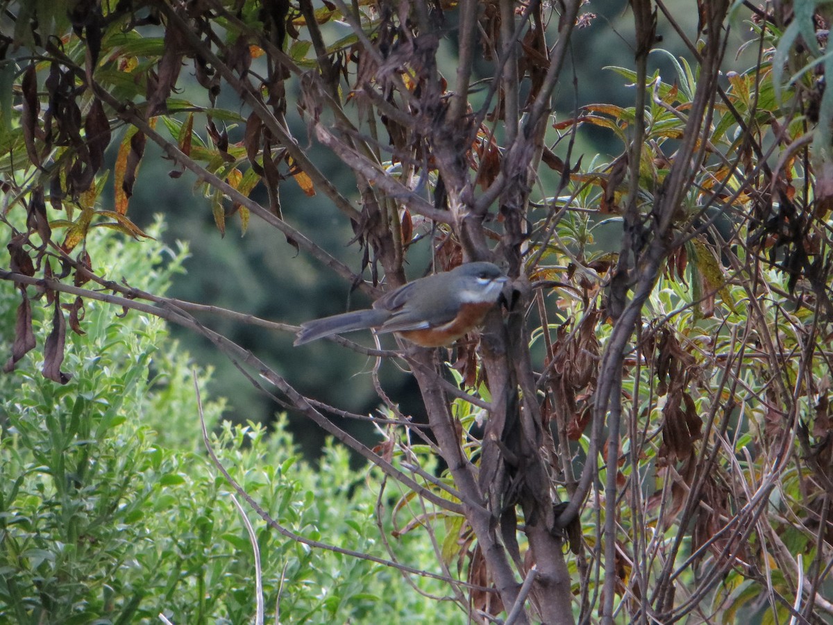 Bay-chested Warbling Finch - ML247479741