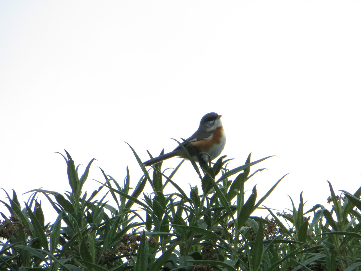 Bay-chested Warbling Finch - ML247479761