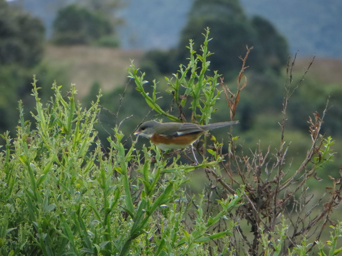 Bay-chested Warbling Finch - ML247479791