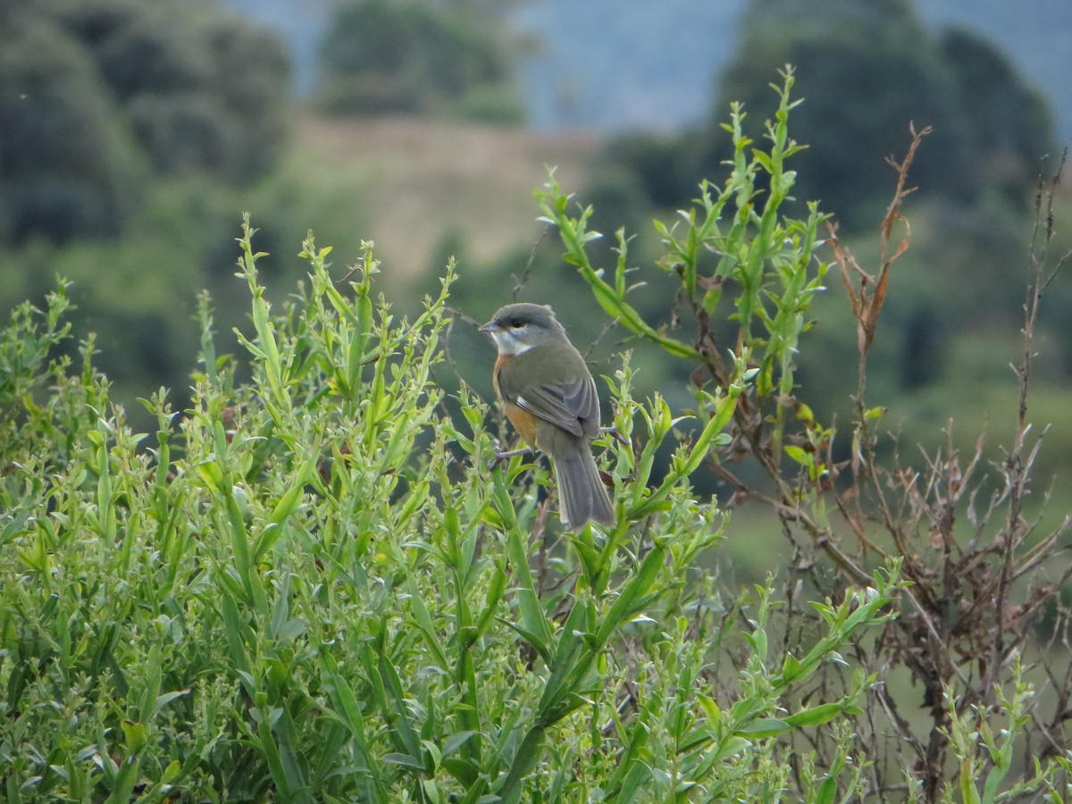 Bay-chested Warbling Finch - ML247479811