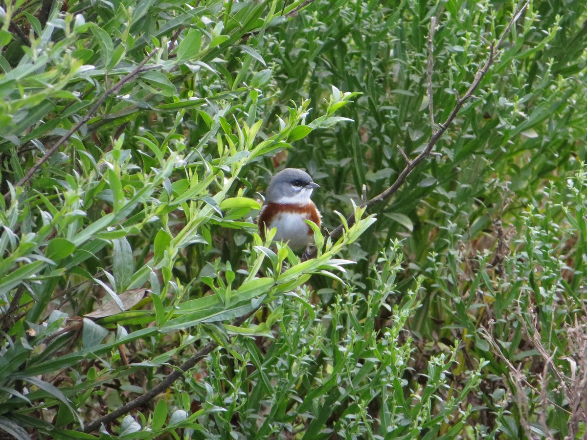 Bay-chested Warbling Finch - ML247479821