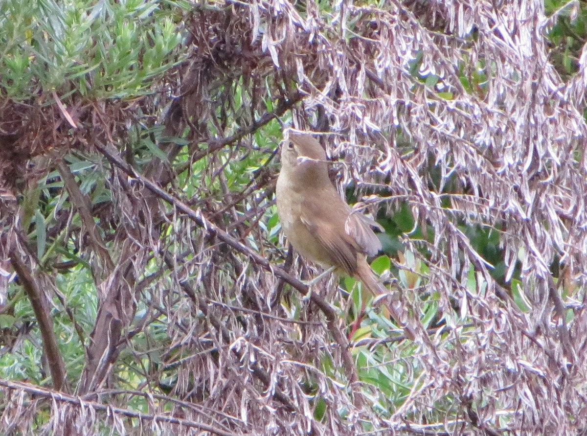 Itatiaia Spinetail - ML247480141