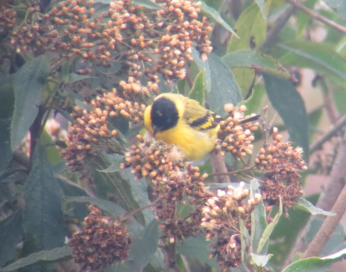 Hooded Siskin - ML247480211