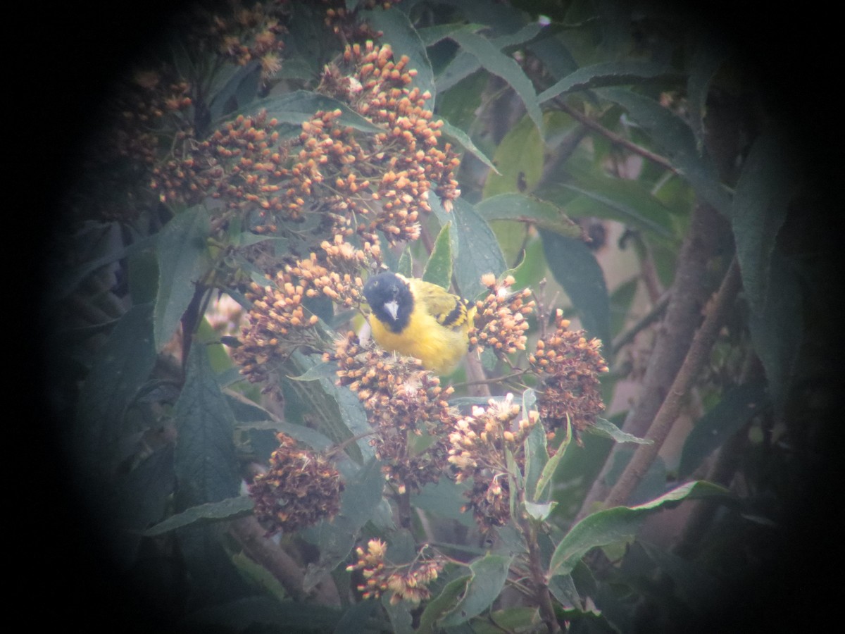 Hooded Siskin - ML247480251