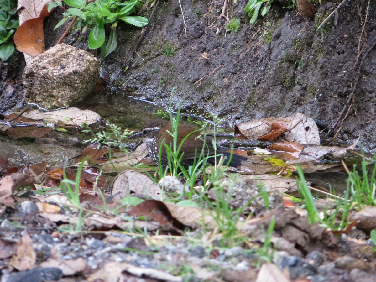 Sharp-tailed Streamcreeper - ML247480341