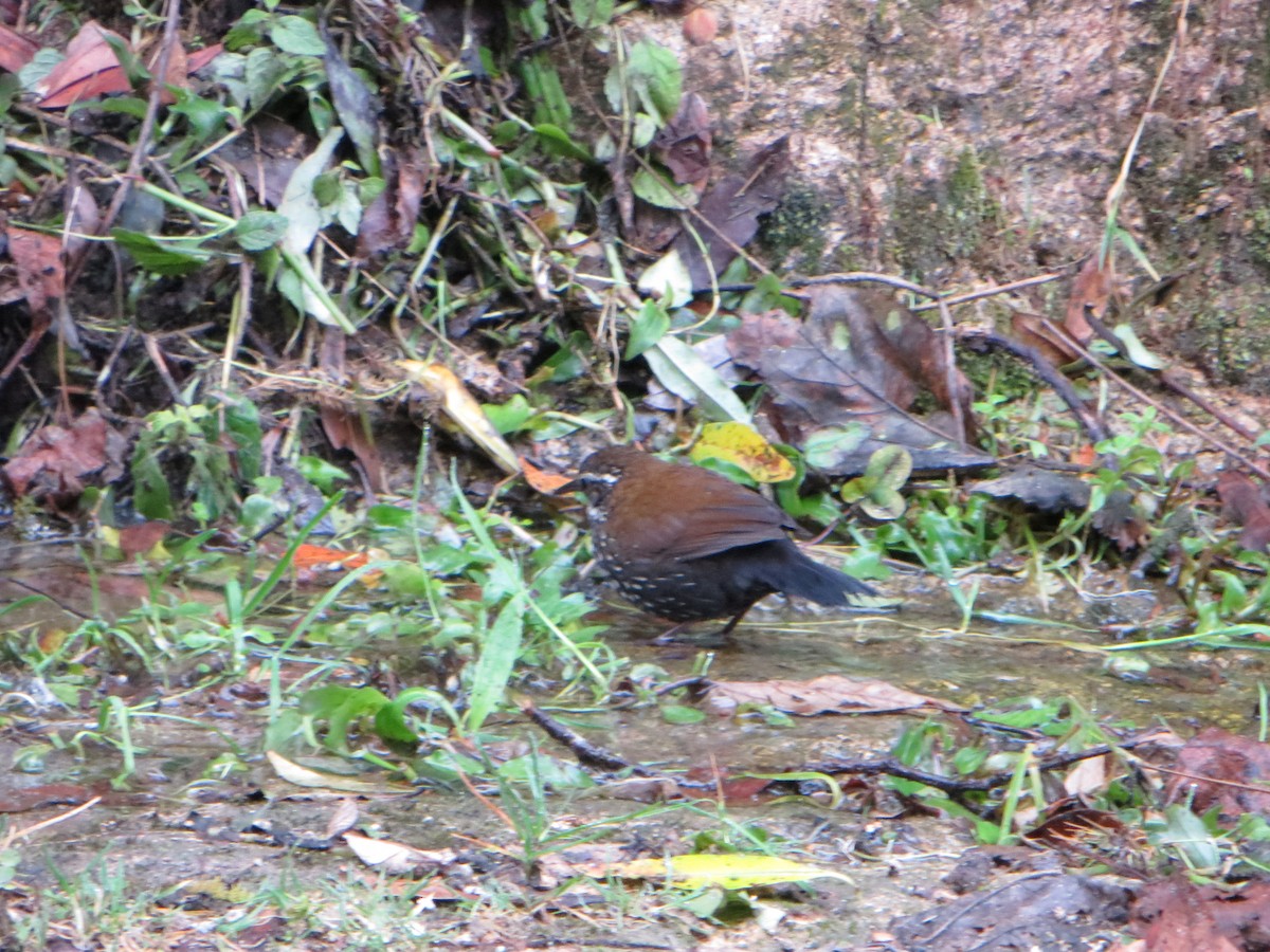 Sharp-tailed Streamcreeper - ML247480361