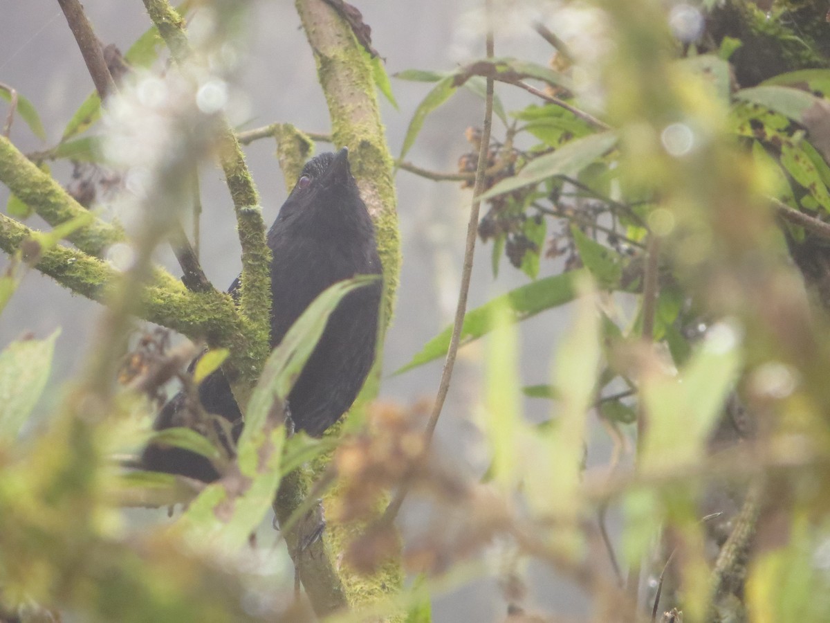 Large-tailed Antshrike - ML247480431