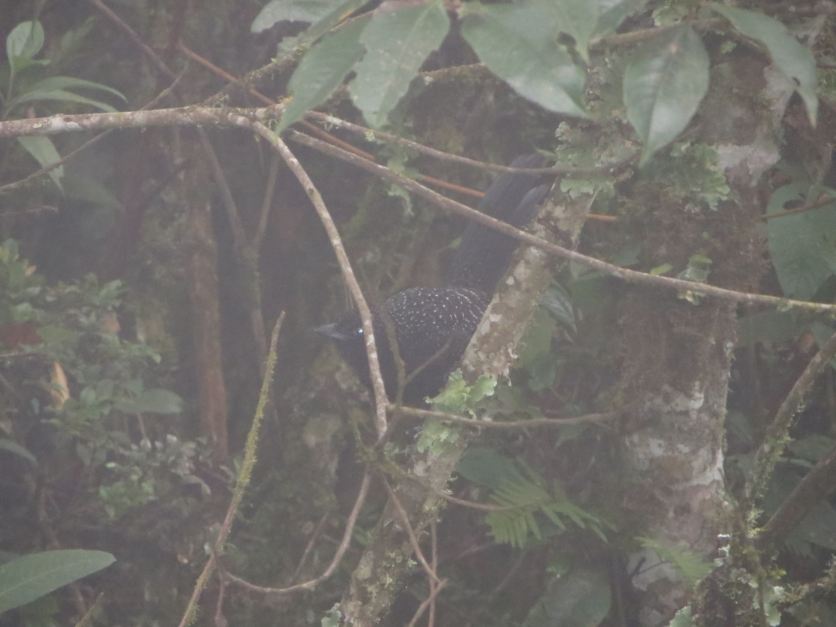 Large-tailed Antshrike - ML247480491