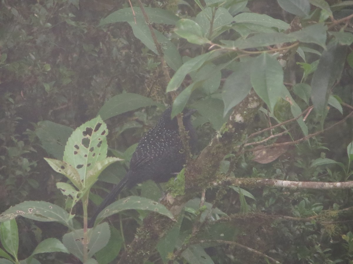 Large-tailed Antshrike - ML247480521