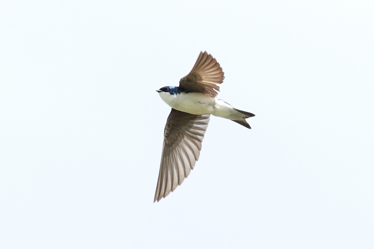 Golondrina Bicolor - ML247481981