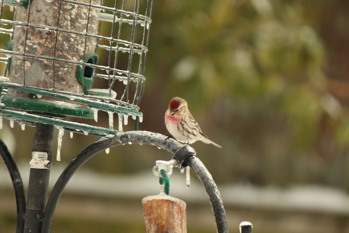 Common Redpoll - Karen & Tom Beatty