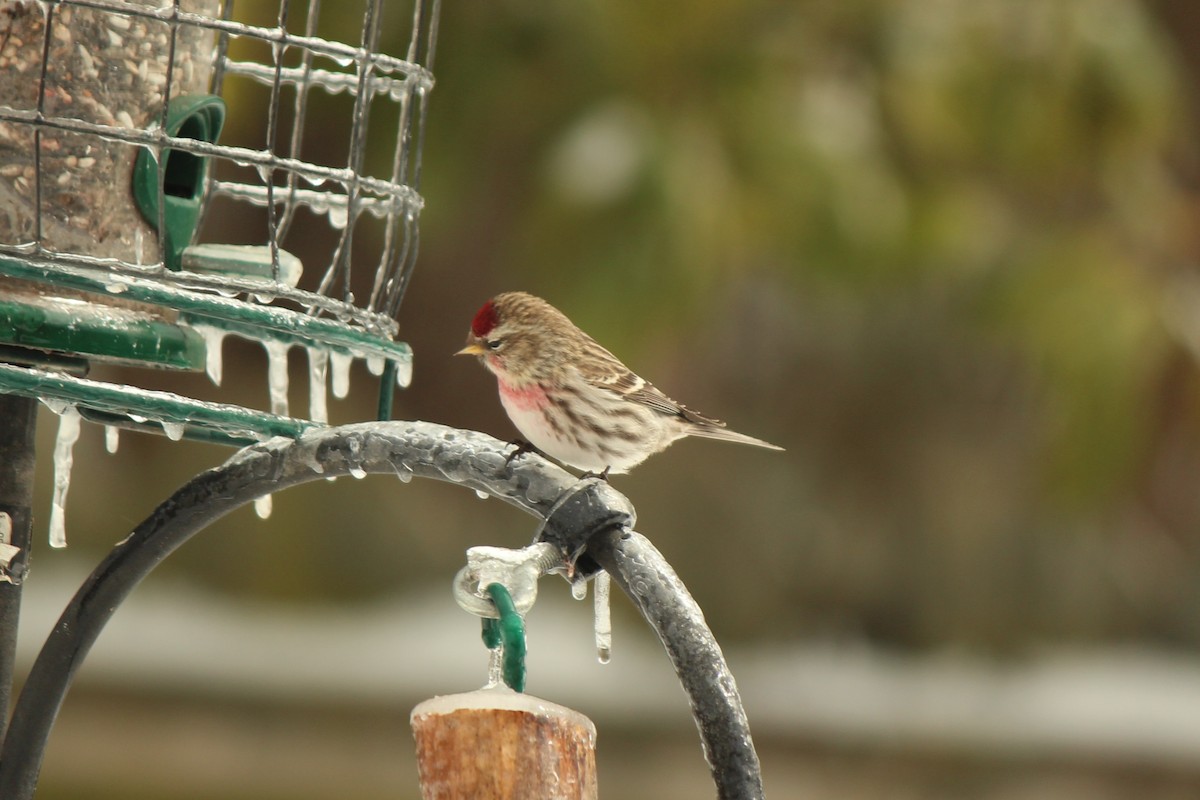 Common Redpoll - Karen & Tom Beatty