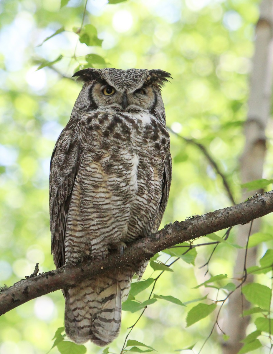 Great Horned Owl - Jan Allen