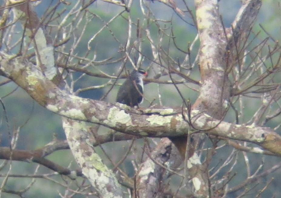 White-browed Hawk - ML247483211