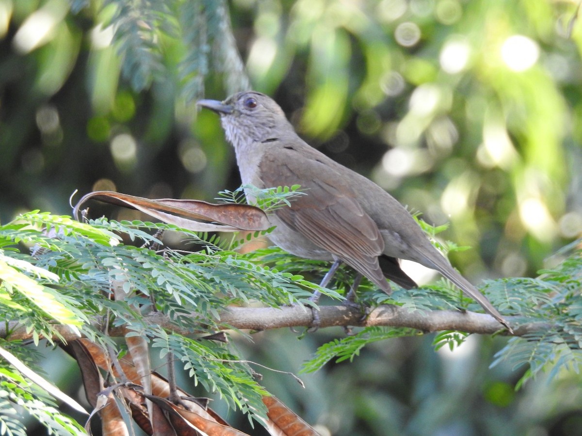 Pale-breasted Thrush - Edelweiss  Enggist