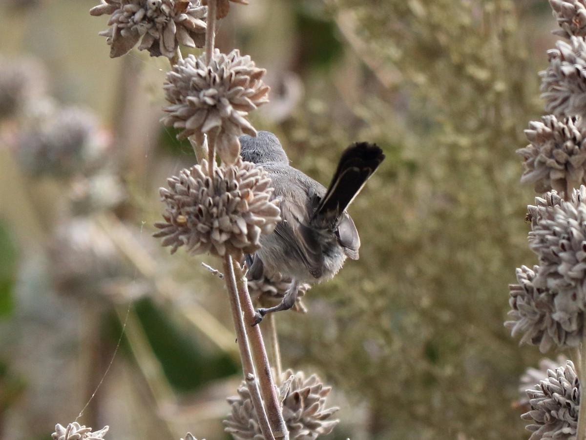 Perlita Californiana - ML247484021