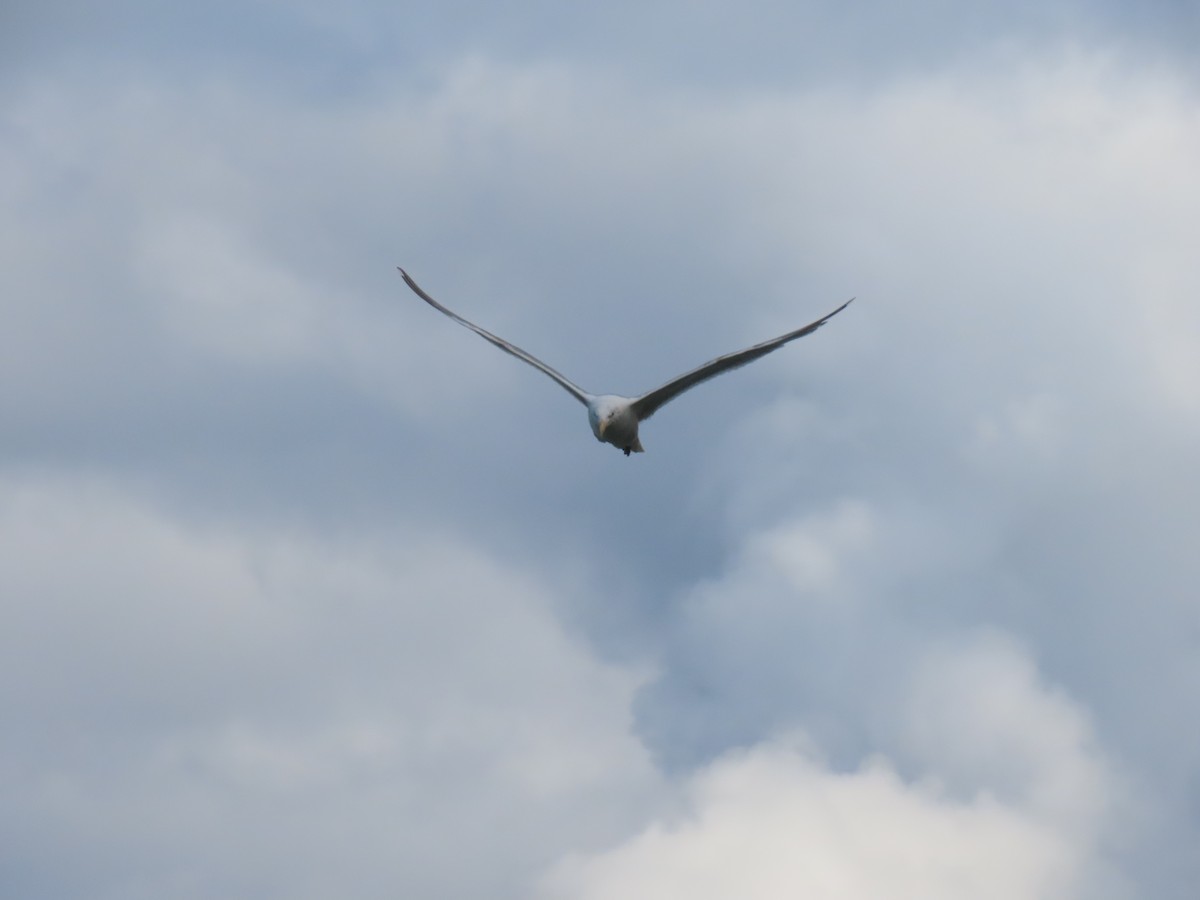Goéland à ailes grises - ML247484971