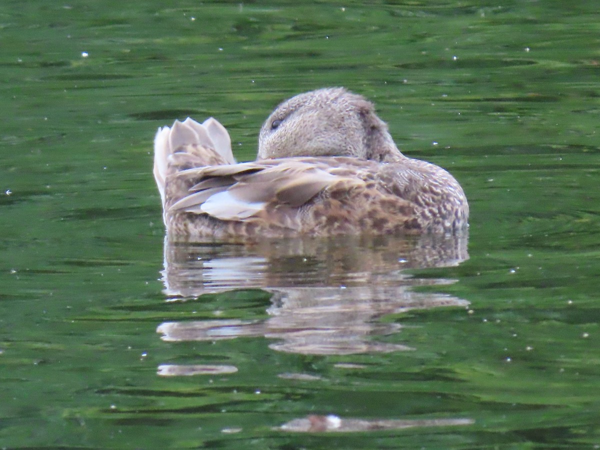 Gadwall - ML247487001