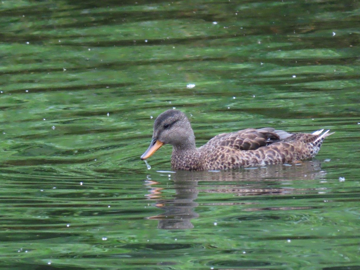 Canard chipeau - ML247487041