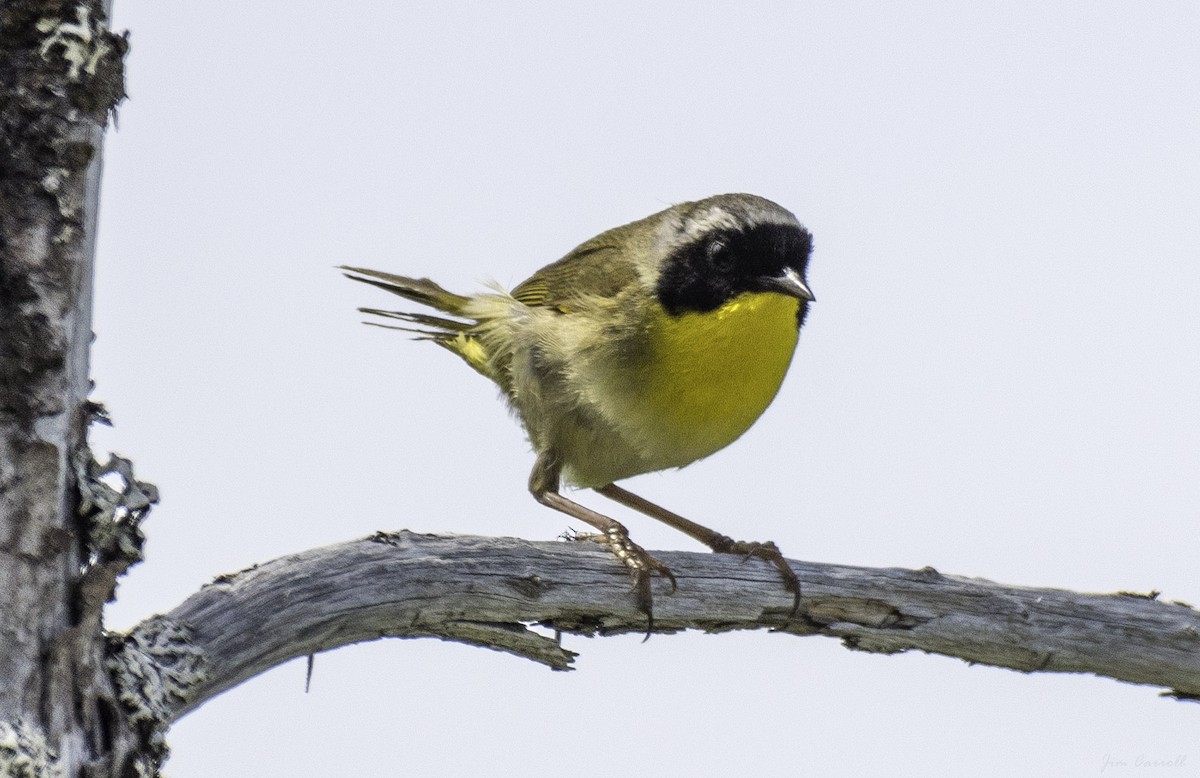 Common Yellowthroat - ML247487161