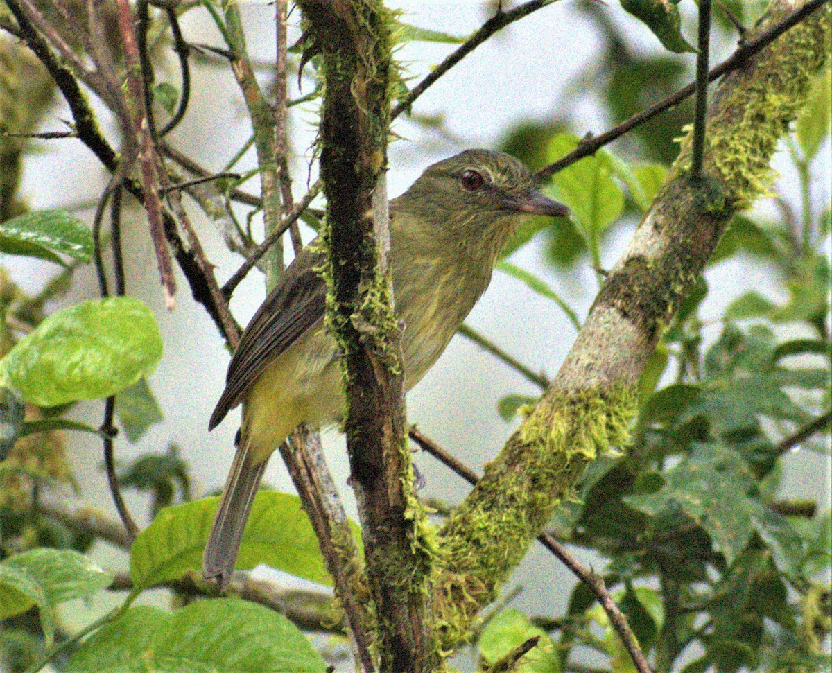 Bright-rumped Attila - Fer Patiño
