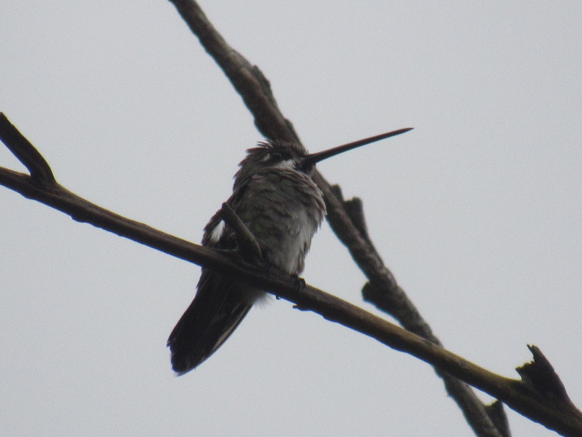 kolibřík hvězdohrdlý - ML247491011