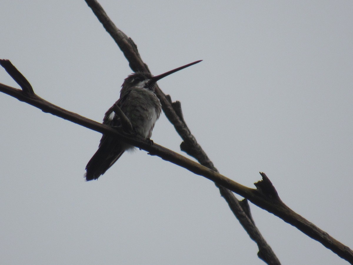 kolibřík hvězdohrdlý - ML247491021