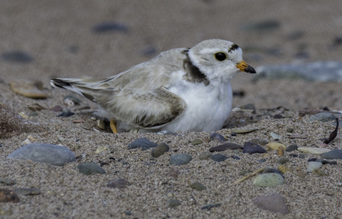 Piping Plover - Jim Carroll