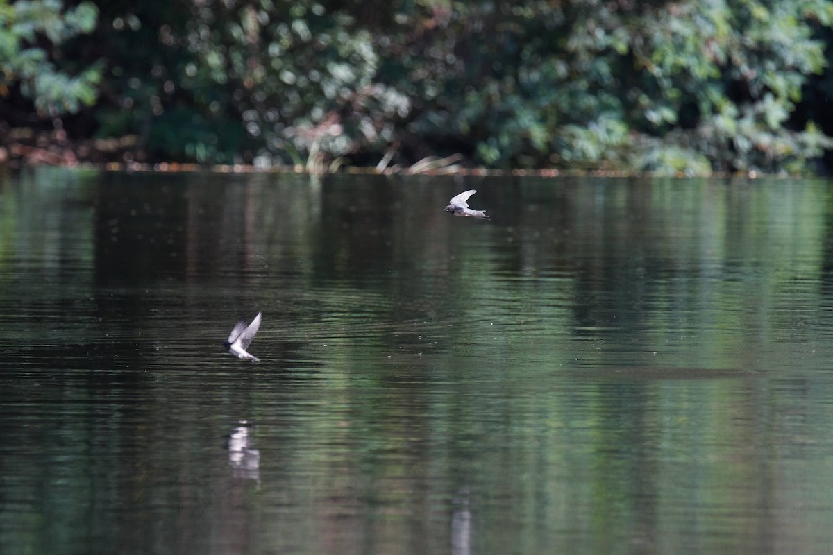 Barn Swallow - ML247492621