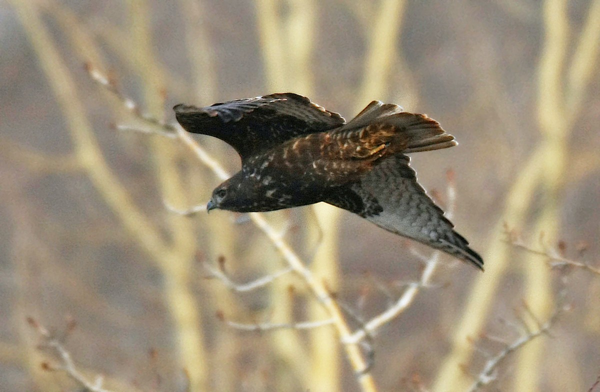 Red-tailed Hawk (Harlan's) - ML247493301