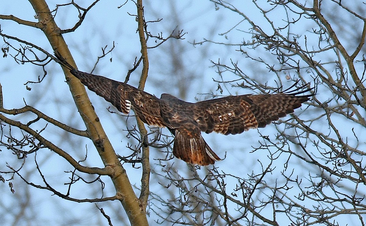 Red-tailed Hawk (Harlan's) - ML247493311