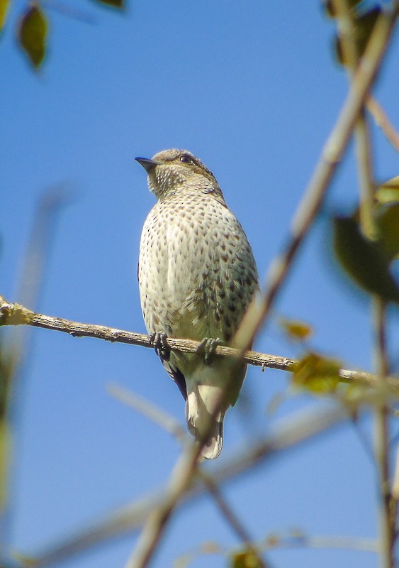 Cotinga Azulejo - ML24749401