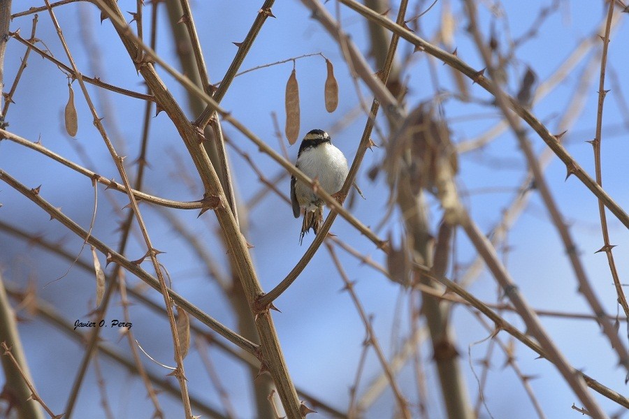 Thorn-tailed Rayadito - ML247496641