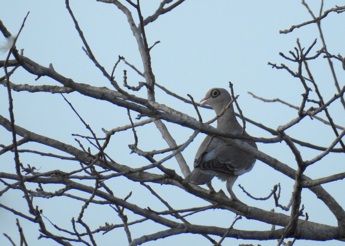 Bare-eyed Pigeon - ML24749681