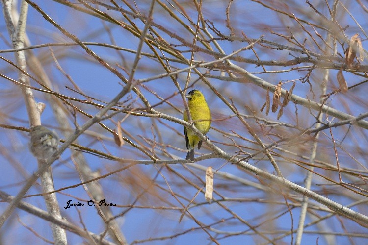 Black-chinned Siskin - ML247497611