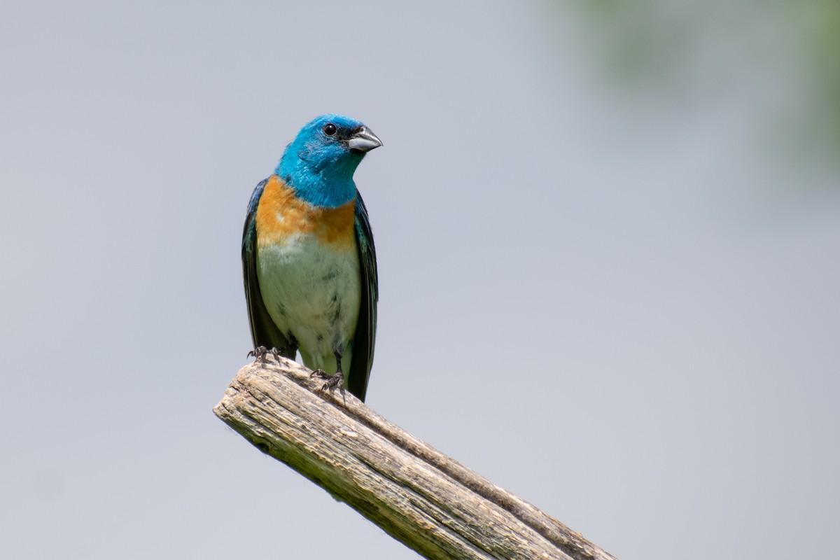 Lazuli Bunting - ML247498301