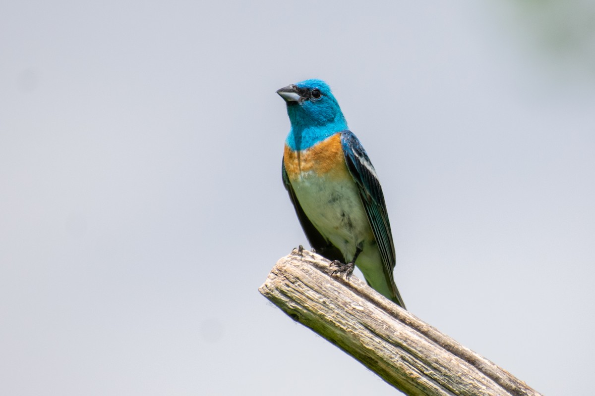 Lazuli Bunting - ML247498311