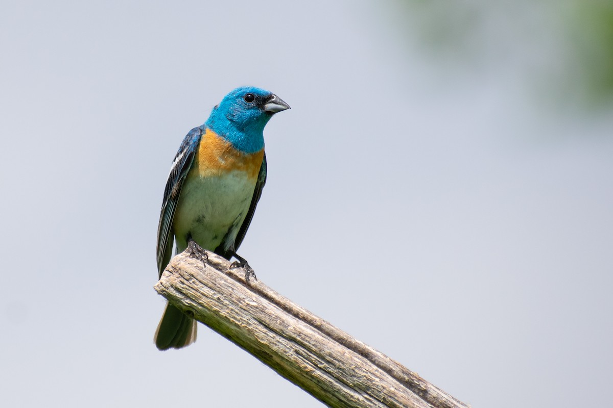 Lazuli Bunting - ML247498371