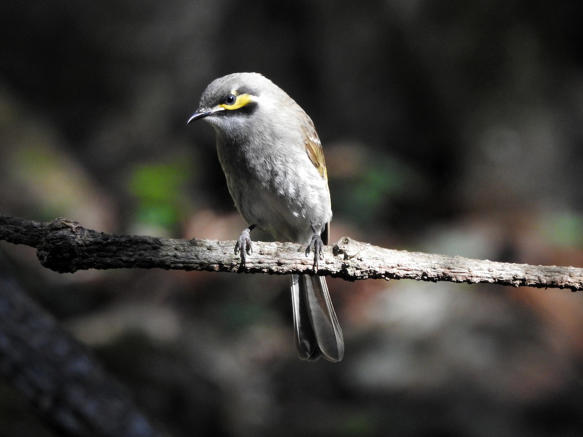 Yellow-faced Honeyeater - ML247498741