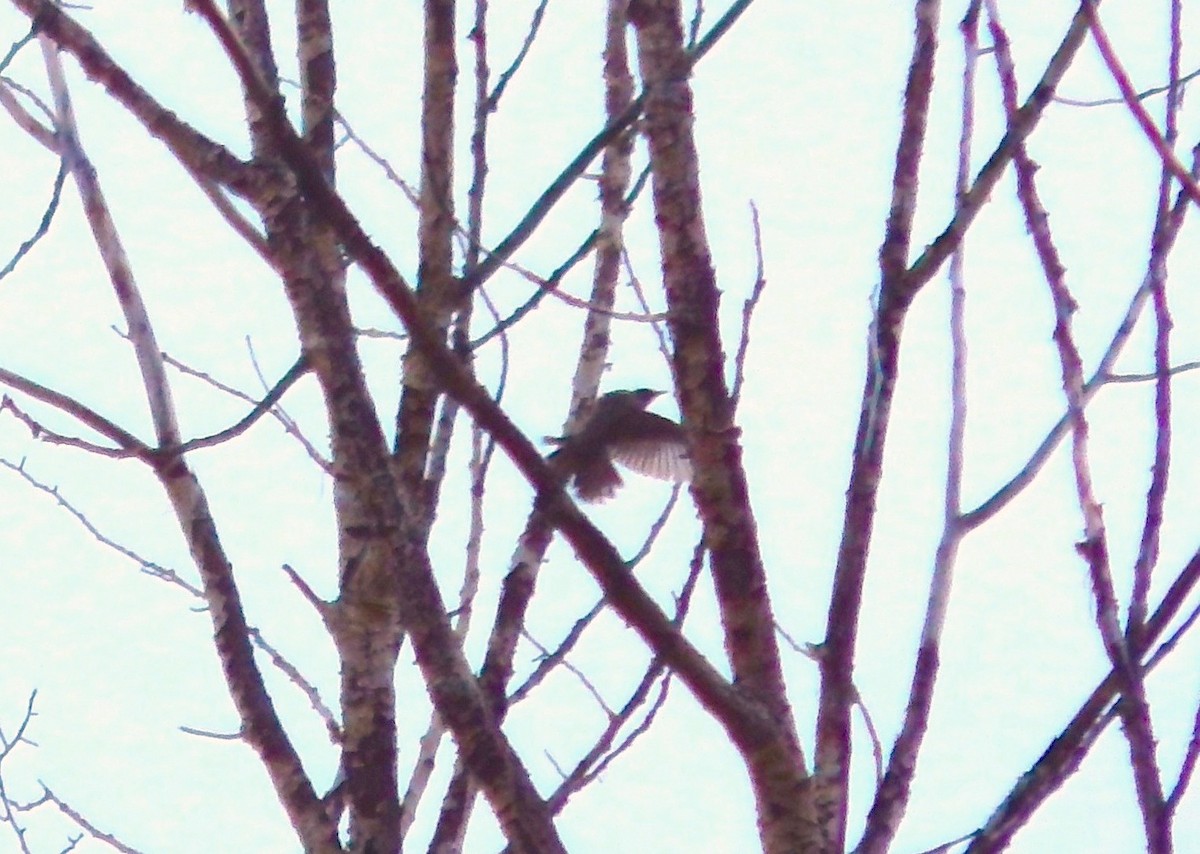 Lewis's Woodpecker - ML247499271