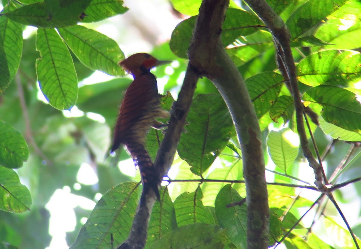 Ringed Woodpecker (Amazonian Black-breasted) - ML247499511