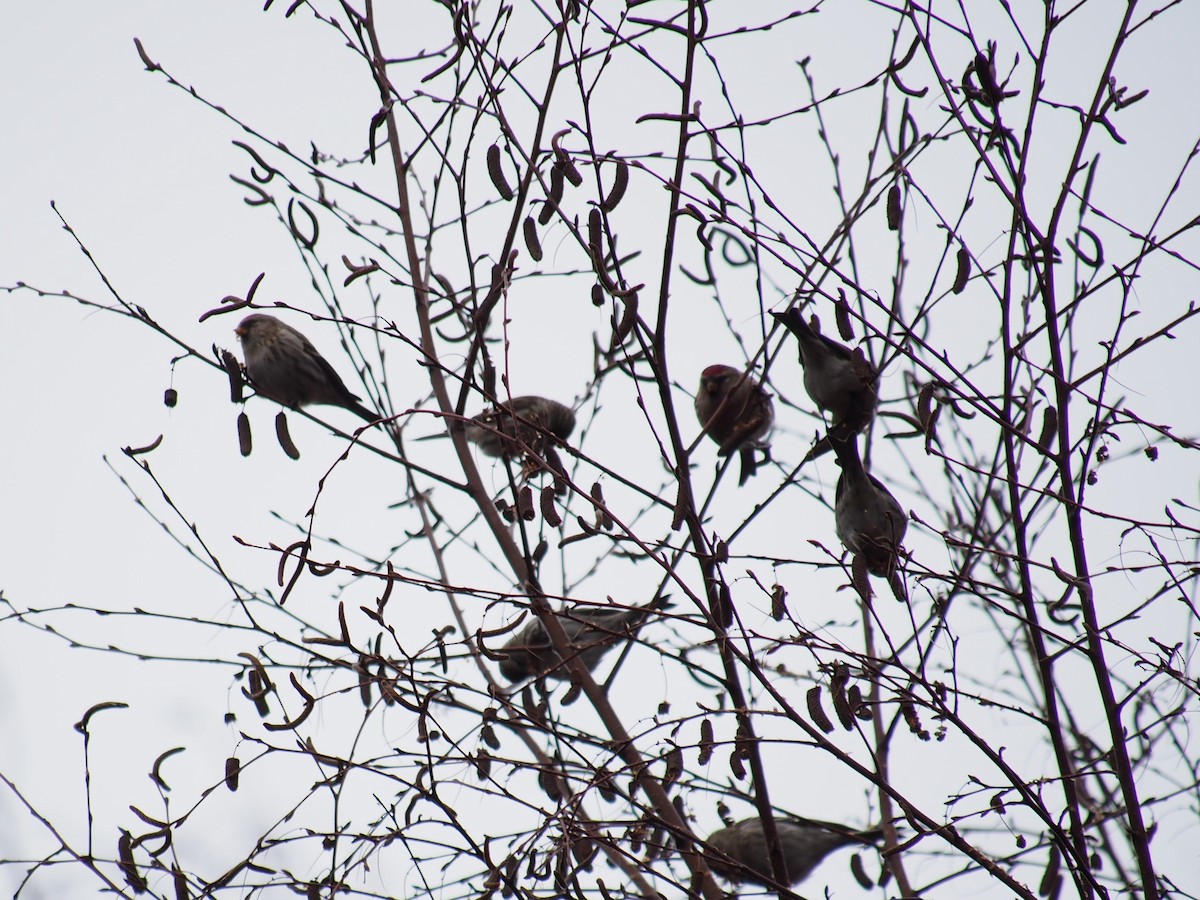 Common Redpoll - ML24750031