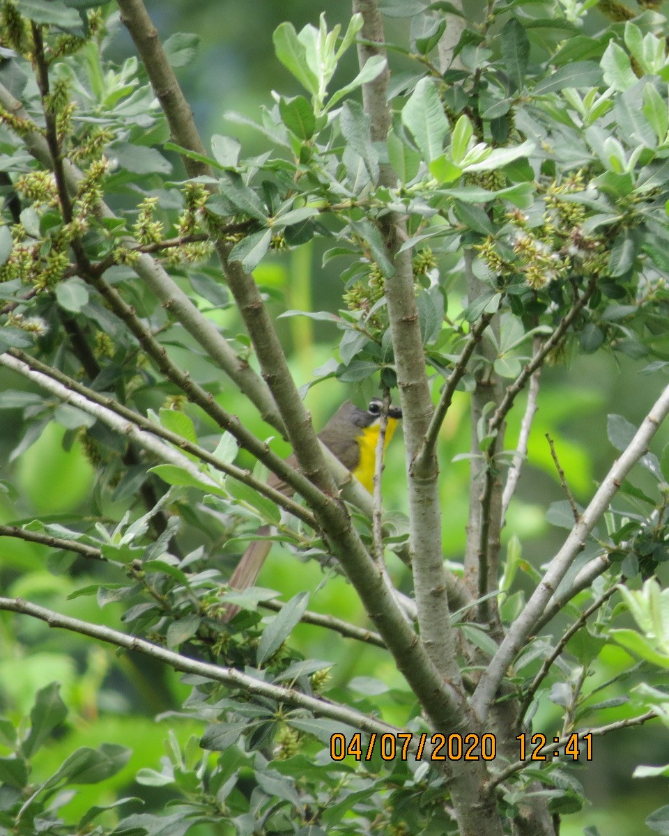 Yellow-breasted Chat - ML247503711