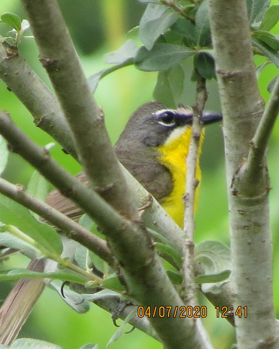 Yellow-breasted Chat - ML247503721