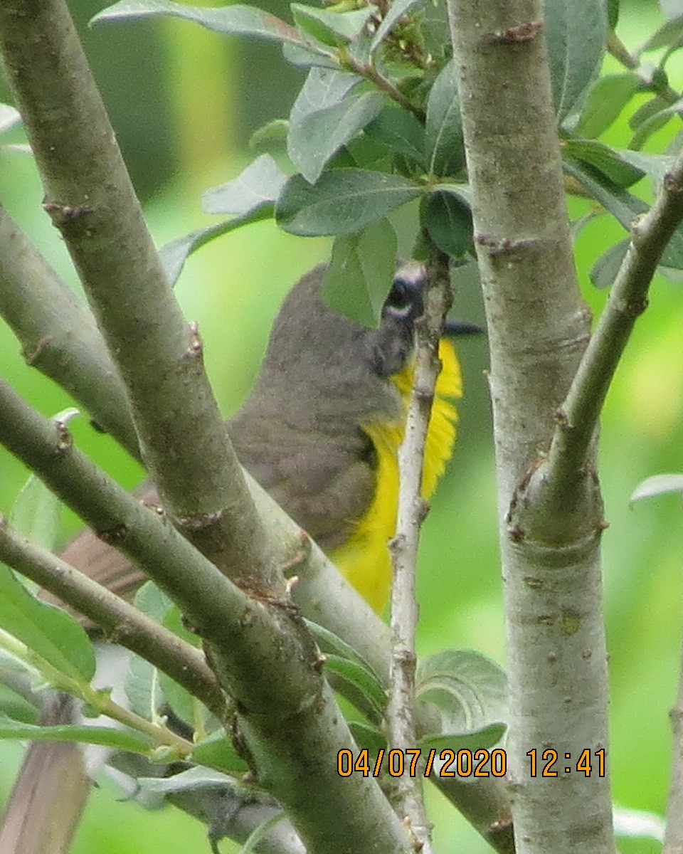 Yellow-breasted Chat - ML247503761