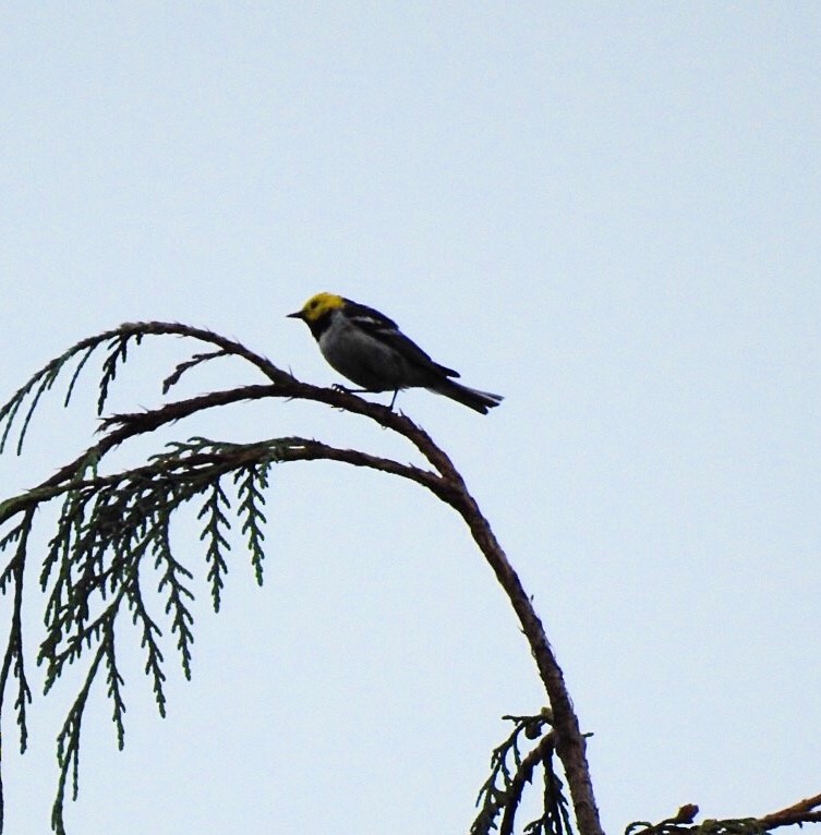 Hermit Warbler - Susan Kirkbride