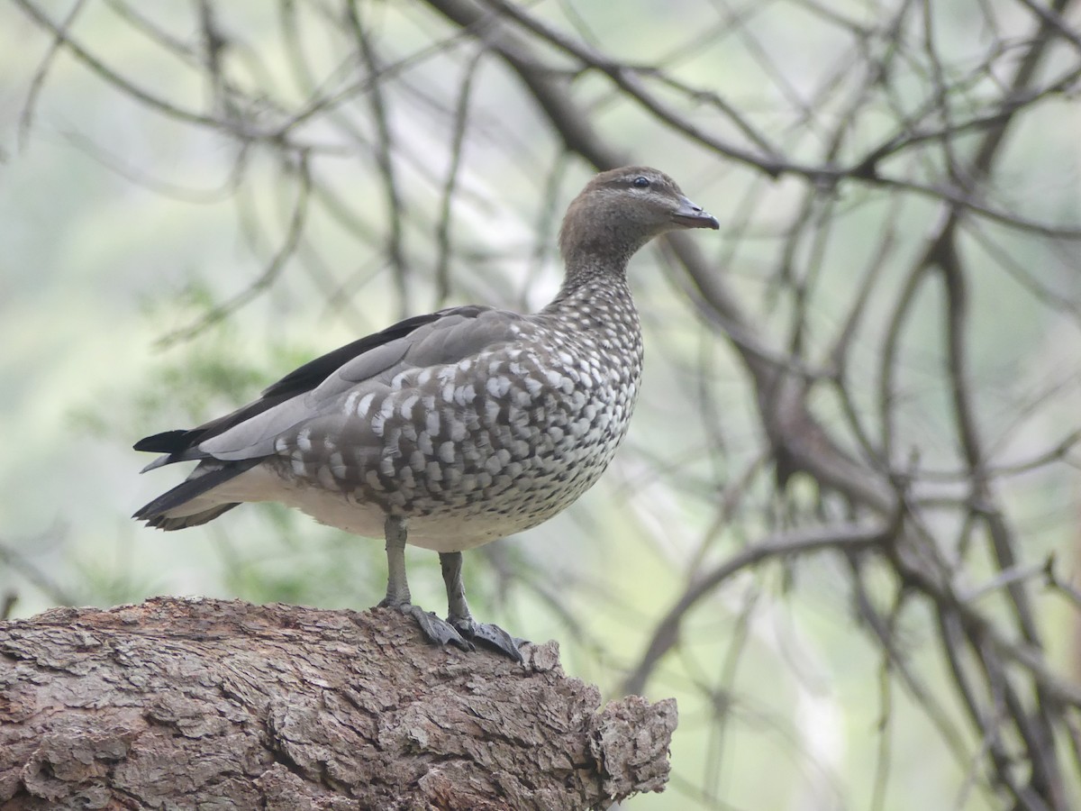 Maned Duck - ML247504281