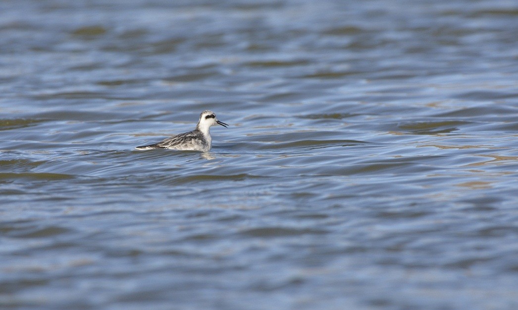 phalarope sp. - ML247504531