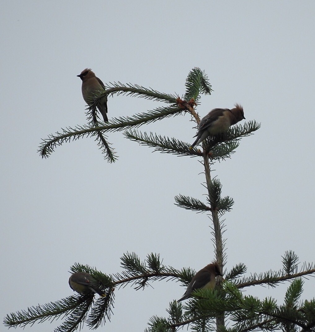 Cedar Waxwing - ML247504671