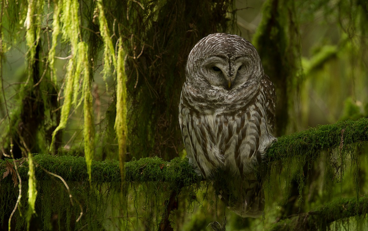 Barred Owl - mark daly